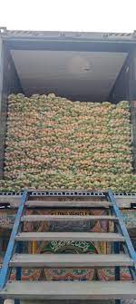 White Mozika Potato - Image 7