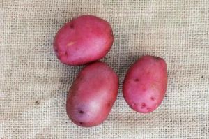 Red Mozika Potato
